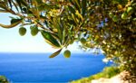 drzewo oliwne nad brzegiem morza